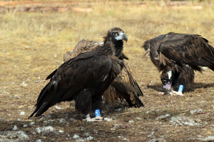 "Falkor y "Fusta", dos de los buitres negros liberados en 2022, perfectamente identificables por el código alfanumérico de sus anillas azules.