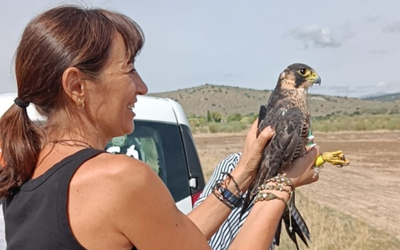 Momento de la liberación del halcón peregrino por sus padrinos.