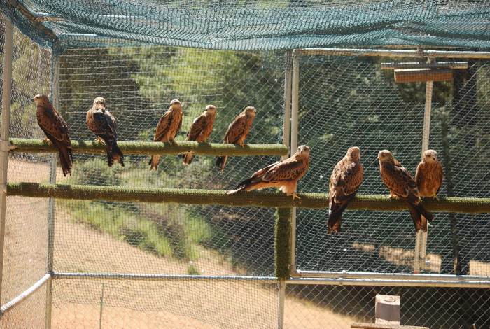 Algunos de los milanos reales que serán liberados el 3 de noviembre, en el jaulón de aclimatación del proyecto instalado en Cazorla.