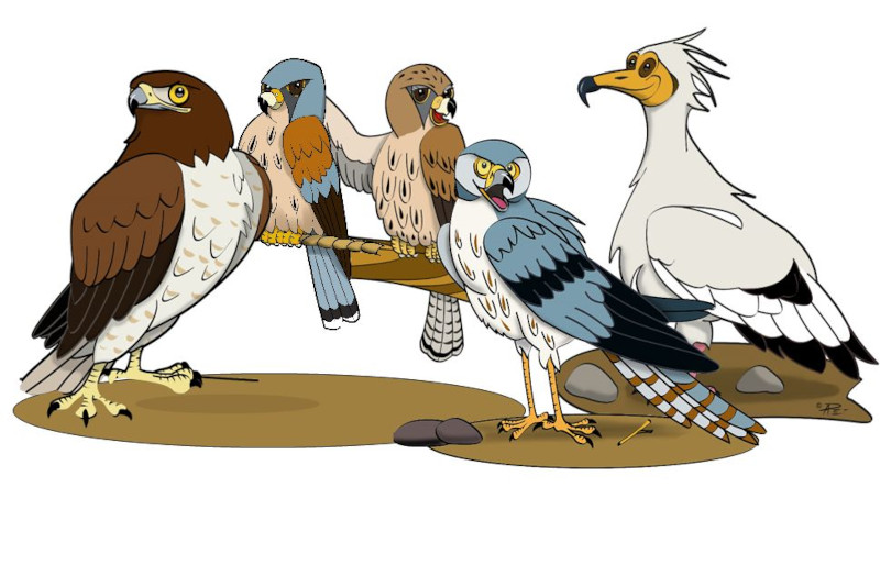 Viñeta con las aves rapaces protagonistas del proyecto "A Vista de Pájaro: Diarios de viaje": de izquierda a derecha, águila culebrera, cernícalo primilla (macho y hembra), aguilucho cenizo y alimoche.