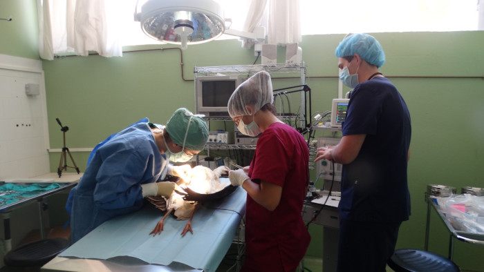 Voluntarios asisten a una veterinaria en el quirófano del Hospital de Fauna Salvaje de GREFA durante la intervención a una cigüeña blanca.