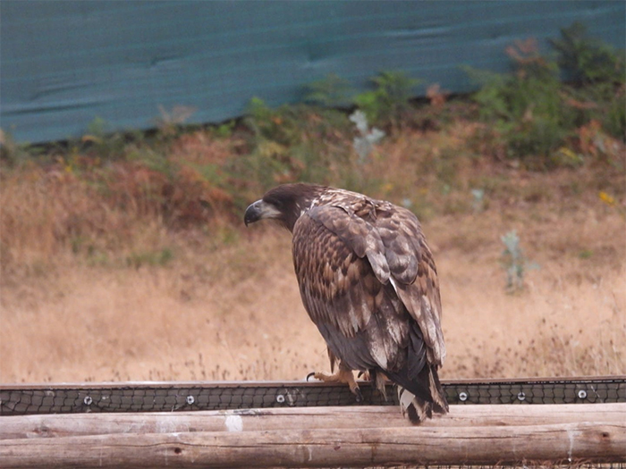 Pigargo europeo a punto de abandonar el jaulón de aclimatación, una vez abierto para permitir la salida de las aves.