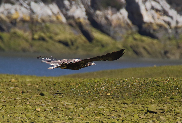 Uno de los pigargos liberados en 2021 sobrevuela la ría de Tina Mayor (Asturias-Cantabria) con su emisor visible. Foto: Ilja Alexander Schroeder / Proyecto Pigargo.