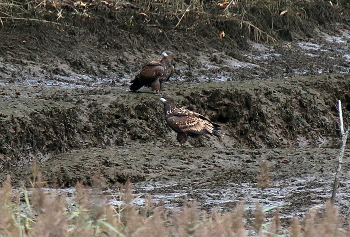 Dos de los pigargos recientemente liberados, en la ría de Tina Mayor, cerca de la zona de suelta.