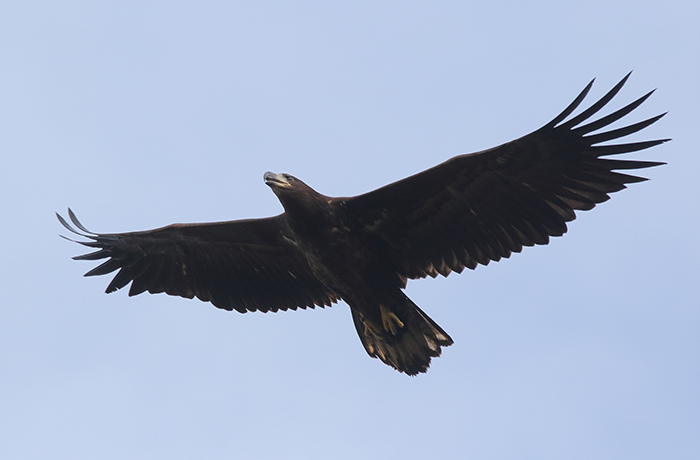 Magnífica estampa de uno de los pigargos liberados recientemente, sobrevolando la zona de suelta.