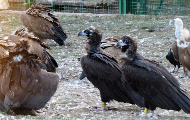 Dos buitres negros liberados en la Sierra de la Demanda, junto con varios buitres leonados, en el punto de alimentación (PAE) existente junto al jaulón de aclimatación construido en Huerta de Arriba (Burgos).