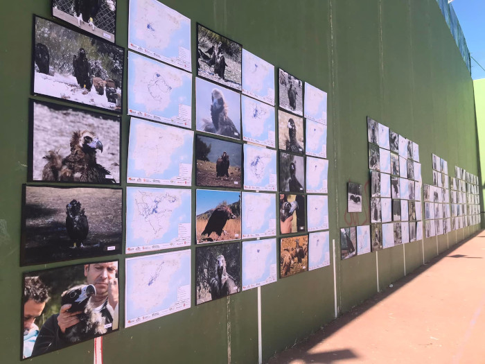 Exposición montada en Huerta de Arriba con fotos de buitres negros liberados en la Sierra de la Demanda, con motivo del Día Internacional de los Buitres 