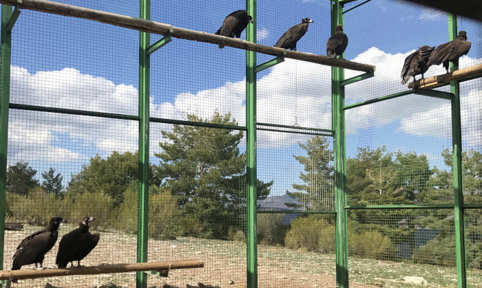 Buitres negros en el interior del jaulón de aclimatación de Huerta de Arriba, donde las aves pasan varios meses antes de ser liberadas definitivamente.
