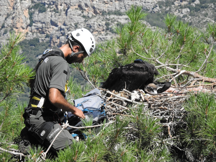 Un Agente Rural de la Generalitat de Cataluña deposita a un pollo de buitre negro en su nido de la colonia de Boumort, en el Prepirineo catalán, tras la colocación al ave de un emisor GPS. Foto: PRBNC.