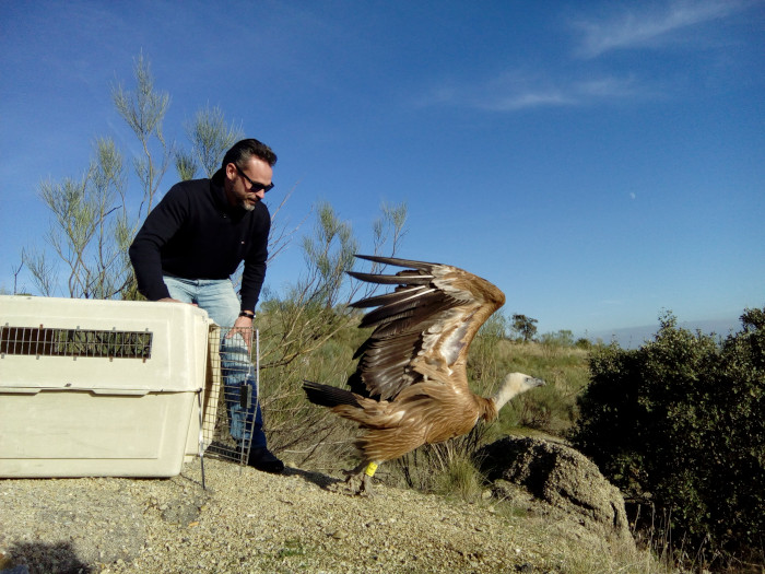 Liberación de un buitre leonado recuperado en el Hospital de Fauna Salvaje de GREFA por la persona que ha apadrinado al ave.