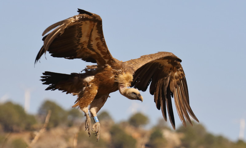 Buitre leonado anillado en el Refugio de Montejo, acudiendo a un muladar en el oeste de Madrid. Foto: Miguel Ángel Domínguez Galán.