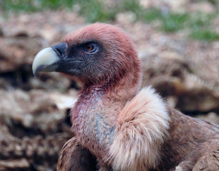 Buitre leonado adulto, con la cabeza roja de sangre, en el comedero del Refugio de Montejo. Foto: Leo Molina Novo.