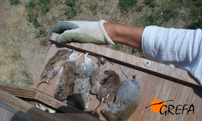 Topillos muertos acumulados en una caja nido colocada por GREFA en Castilla y León para la lechuza.