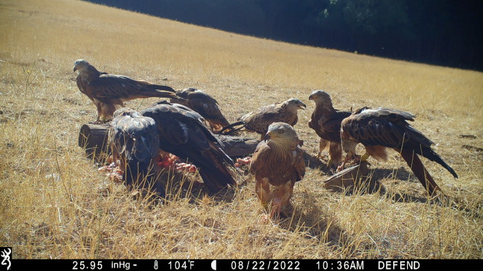 Imagen de fototrampeo de varios milanos reales ya liberados en Cazorla en un punto de alimentación existente en la zona de suelta.