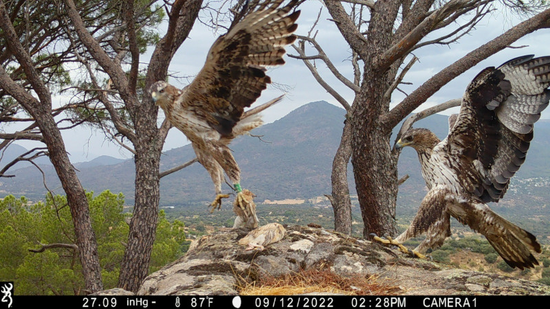 Imagen de fototrampeo del macho de águila de Bonelli "Cofio" (izquierda) con la hembra con la que se ha emparejado, en un punto de alimentación suplementaria.