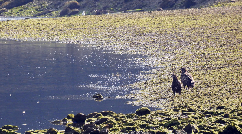 Los pigargos "Pechón" y "Pindal", en la orilla de la ría de Tina Mayor (Asturias-Cantabria).