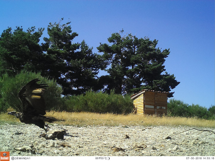 Zoroastro en el puto de alimentación específico (PAE) instalado en la Sierra de la Demanda junto a la “jaula-hacking” de aclimatación de los buitres negros.