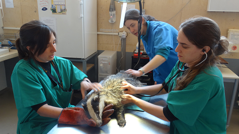  Exploración veterinaria a un tejón en la enfermería del Hospital de Fauna Salvaje de GREFA.