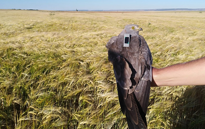 El aguilucho cenizo “Galán” fue equipado con un GPS por GREFA.