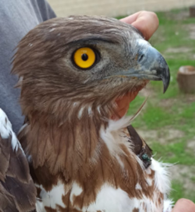 El águila culebrera “Quetzalcóatl”.