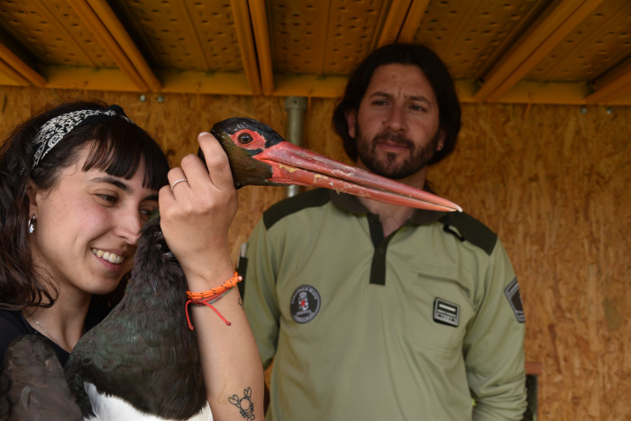 Antes de su suelta, la cigüeña negra fue introducida en un jaulón de aclimatación como fase previa a su liberación en el medio natural.