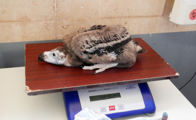 Momento en el que se procede a pesar a un pollo de buitre negro nacido en GREFA.