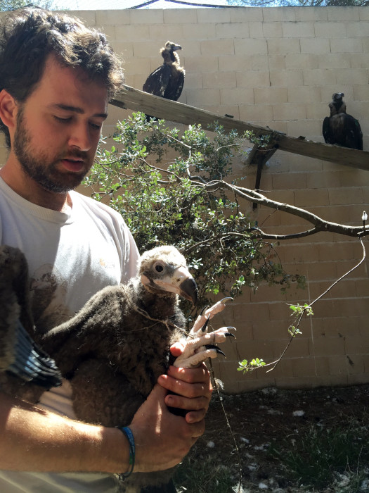 Pablo Izquierdo, responsable de cría de GREFA, con un pollo de buitre negro.