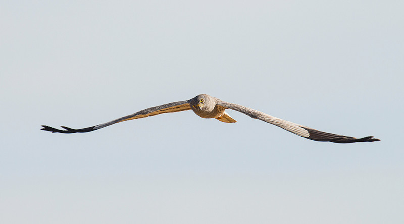 Macho de aguilucho cenizo en vuelo. Foto: Saturnino Casasola.