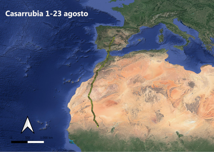 Migración post-nupcial de la hembra "Casarrubia" en agosto de 2022.