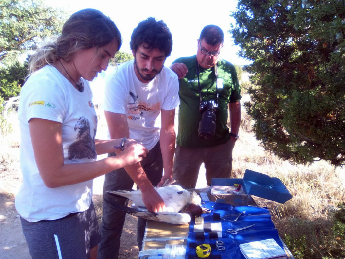 Chequeo veterinario a "Montejo" durante su marcaje con GPS en el Parque Natural de las Hoces del Riaza en 2018.