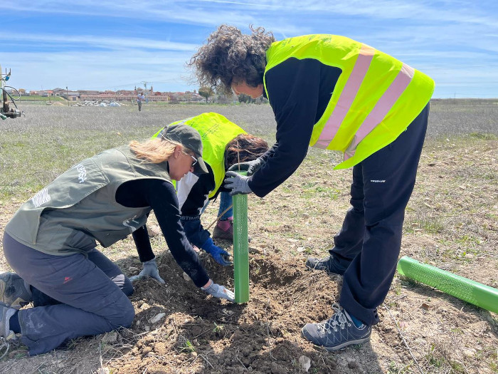 Tres voluntarias de la Asociación Medioambiental “El Pisuerga” plantan un almendro en nuestra parcela demostrativa "Las Pozas", en Villalar de los Comuneros (Valladolid).