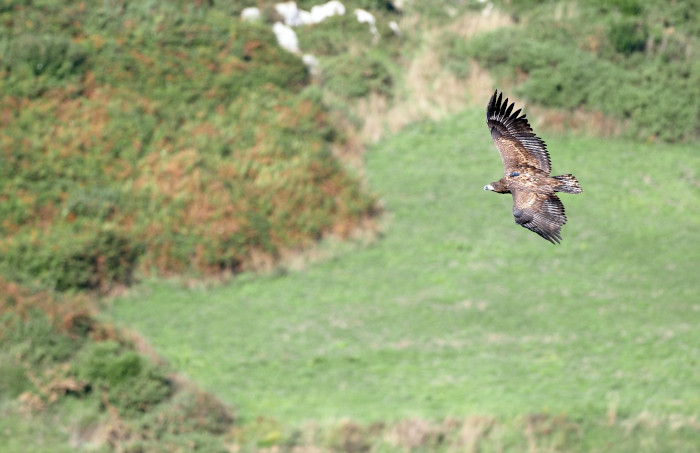 "Mansolea", uno de los pigargos europeos liberados en Asturias, con su emisor visible, vuela en el entorno de la zona de liberación. Foto: JULMAR.