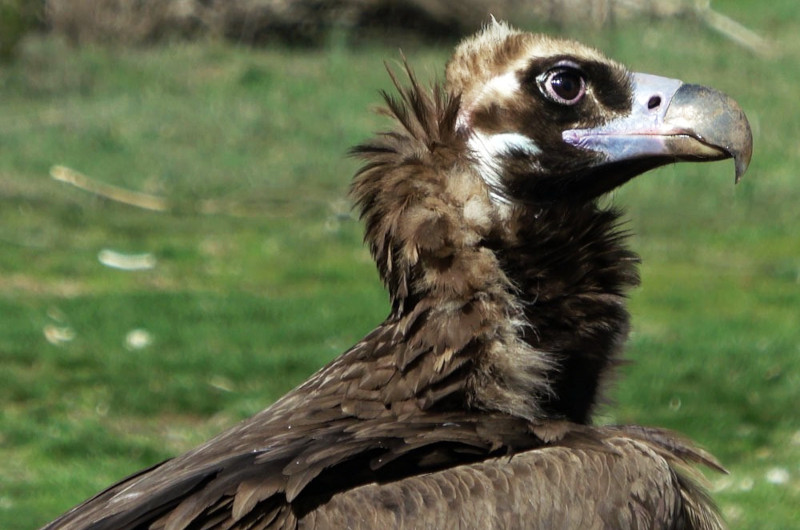 Primer plano de un buitre negro de la colonia de la especie en la Sierra de la Demanda.