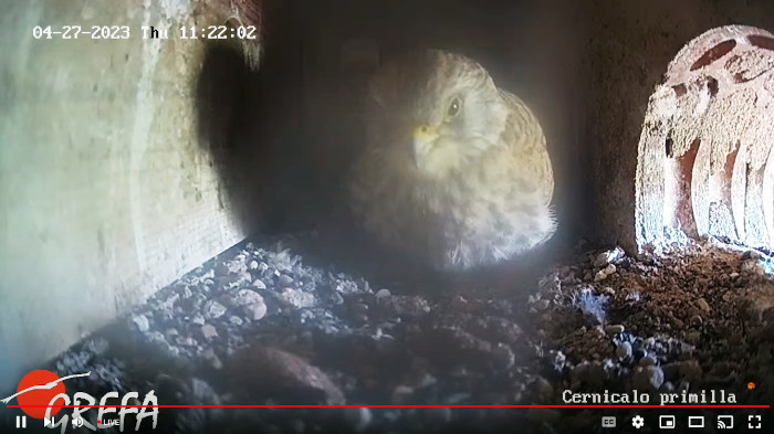 Captura de pantalla en la que se ve a la hembra de cernícalo primilla seguida por webcam en el interior de su nido, situado en el primillar de Pinto (Madrid). La imagen es de ayer, 27 de abril.