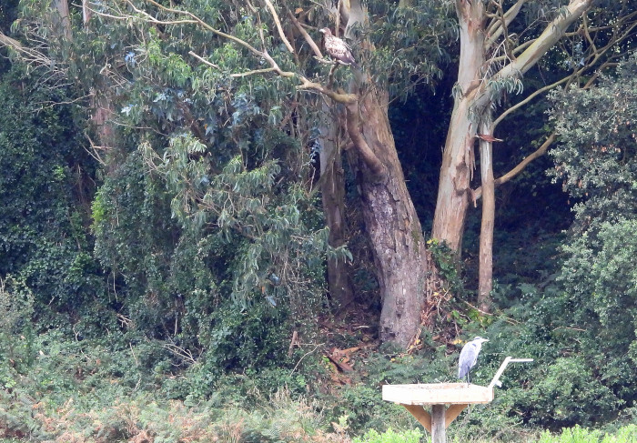 Pigargo europeo posado en un eucalipto a poca distancia de una impasible garza real. Foto: José María Ayala.