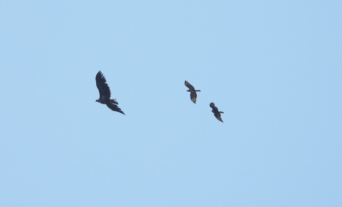 Dos halcones abejeros persiguen a un pigargo reintroducido.