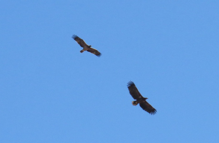 Un águila imperial persigue a un pigargo europeo. Esta imagen fue obtenida en la provincia de Toledo en 2017 y corresponde a un pigargo no reintroducido. Foto: Juan José Iglesias / GREFA.