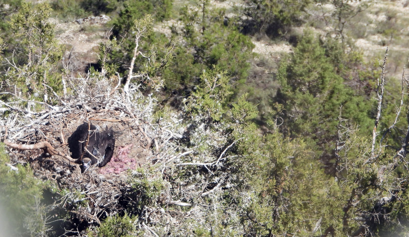El pollo de buitre negro, en su nido sobre una sabina, tras serle colocado el emisor GPS.