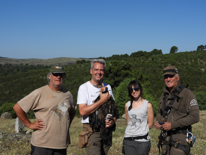 Miembros de GREFA y del Miteco con uno de los pollos de la provincia de Ávila marcados con GPS.