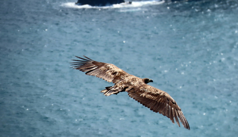 Uno de los pigargos liberados sobrevuela la costa oriental de Asturias.