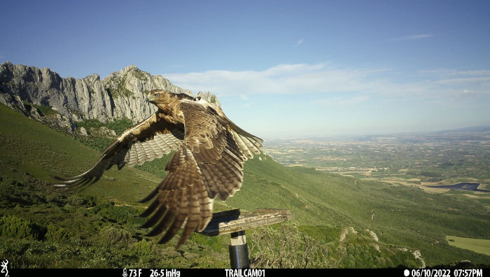 La hembra "Malvasía" es una de las águilas de Bonelli que han sido liberadas en Álava. Foto: AQUILA a-LIFE.