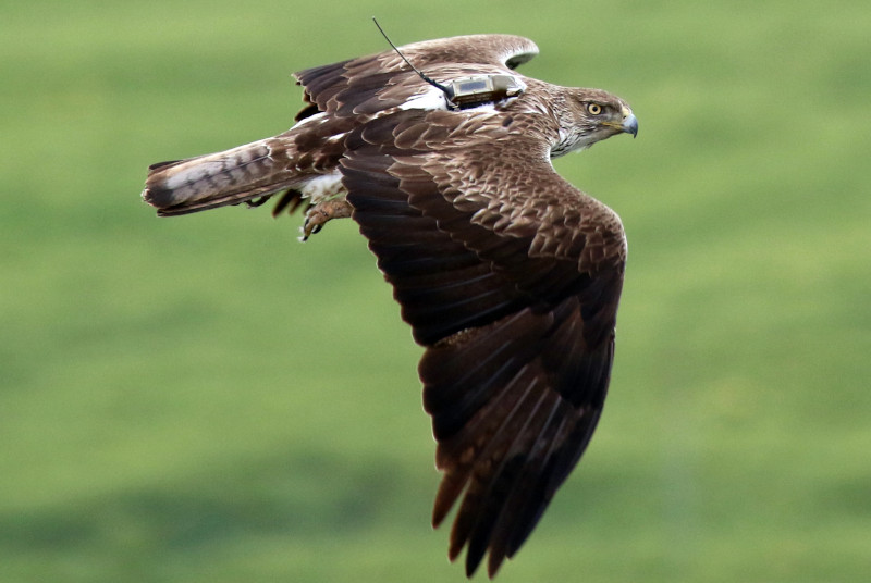 El águila de Bonelli "Cervantes" en vuelo con su emisor GPS visible. Foto: Juan Jaramillo.