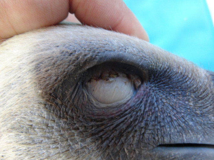 Aspecto del ojo del buitre leonado "Gypsy" tras haber sido operado.