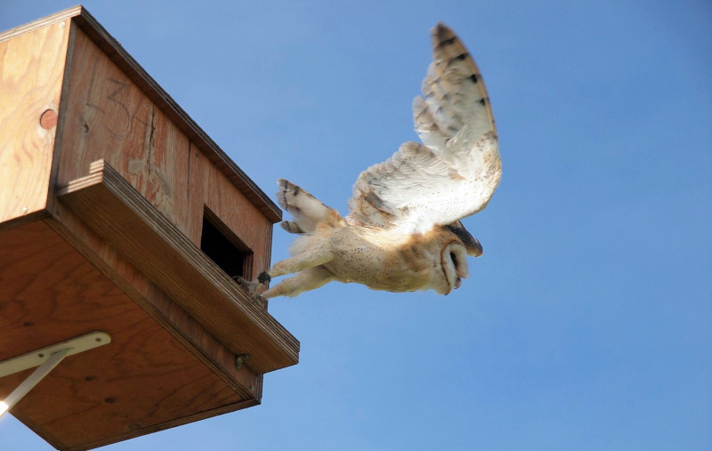 Una lechuza echa a volar desde su caja nido. Foto: Daniel Álvarez.