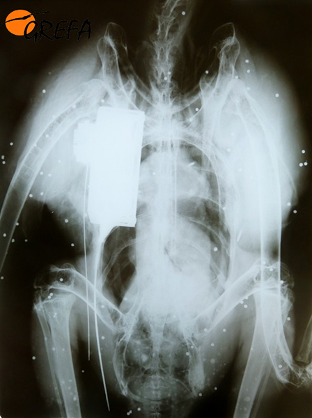 Radiografía de "Alinya" con los perdigones que tenía alojados en el cuerpo por el disparo a bocajarro de un furtivo.