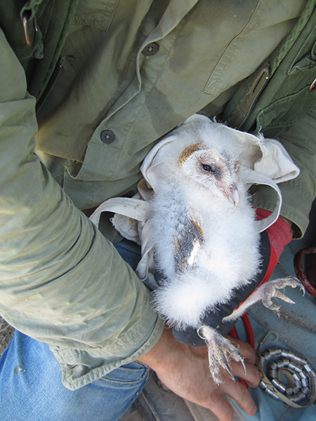 Anillamiento de un pollo de lechuza común por parte del equipo de control biológico de GREFA.