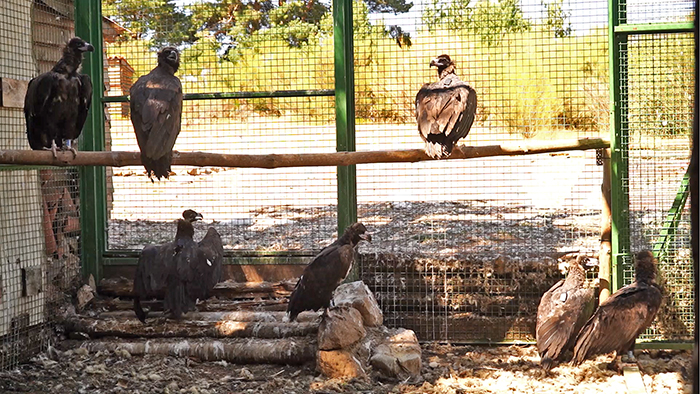 Buitres negros en la jaula de la Sierra de la Demanda donde permanecen varios meses aclimatándose los ejemplares que son liberados en la zona.