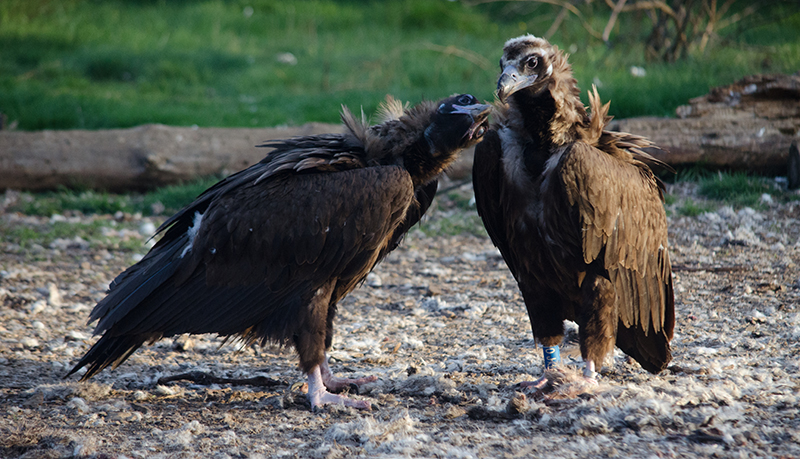 Pareja de buitre negro de la Sierra de la Demanda formada por "Centinela" (a la derecha), macho liberado en 2019, y "Dana", hembra exógena.