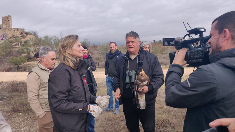 Instantes previos a la liberación del ratonero en el acto que tuvo lugar el 29 de diciembre en las Lagunas de Velilla (Velilla de San Antonio, Madrid).