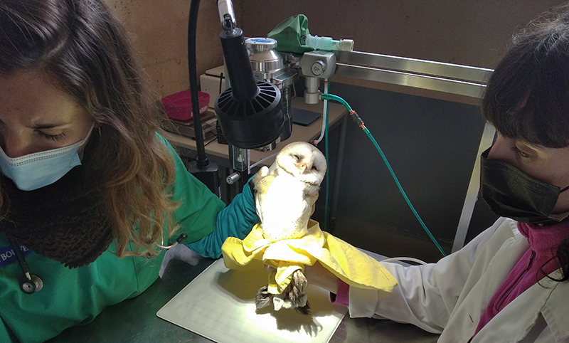 Una de las lechuzas que habitan en GREFA durante su examen veterinario en nuestro Hospital de Fauna Salvaje.